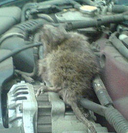 Крысы под капотом автомобиля