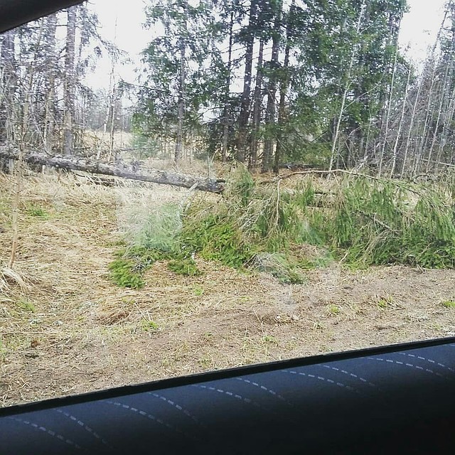 На границе Тверской и Московской областей, в деревне Пушкино, кроме огромного количества поваленных деревьев Фото: Соцсети