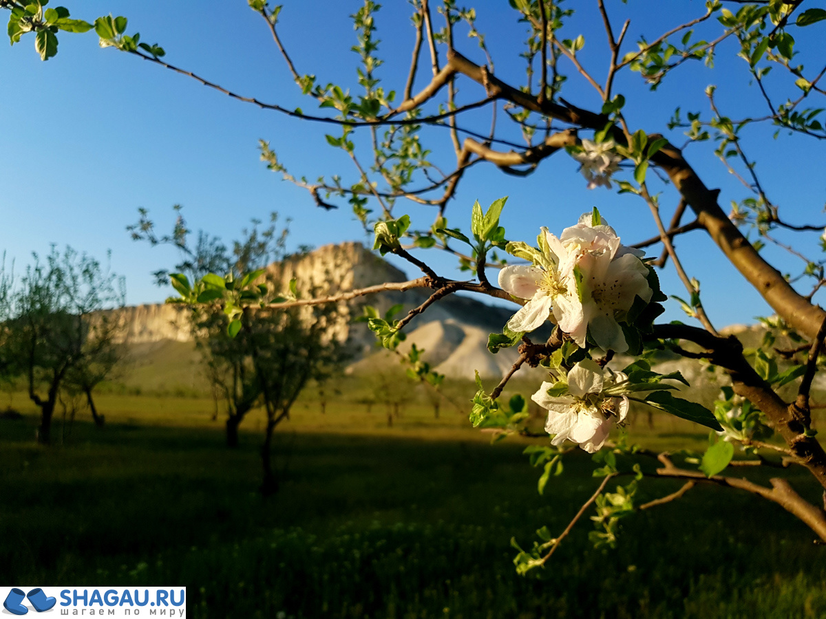 Яблоневые сады в Крыму