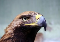 Почему деревья убили людей в Москве: мнение биолога Почему деревья убили людей в Москве: мнение биолога